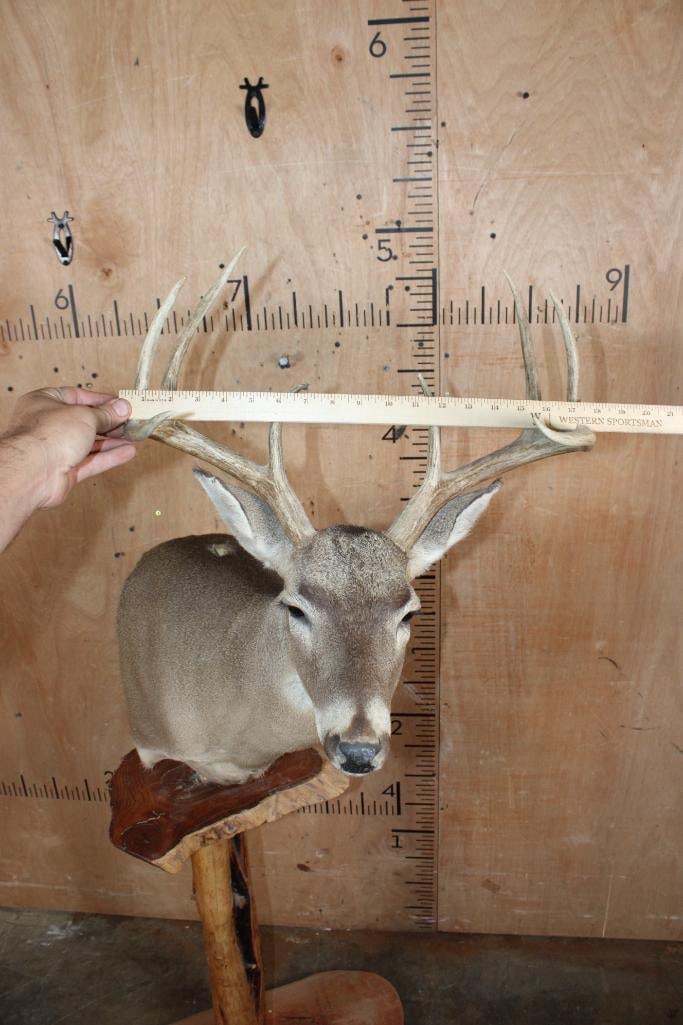18-Point WHITETAIL DEER Pedestal Mount - 7