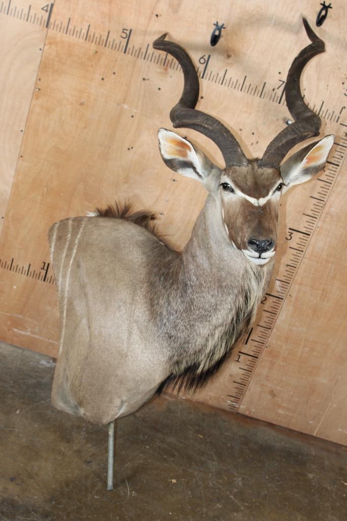 KUDU Pedestal Mount with No Pedestal: KUDU Pedestal Mount with No Pedestal. The Horns are Removable and it is in Good Condition. TAXIDERMY 