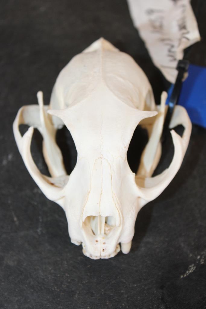 LYNX Skull: LYNX Skull with most of its teeth. It measures 5" Long x 3.75" Wide. TAXIDERMY SKULLS 
