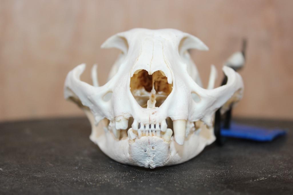 LYNX Skull - 2