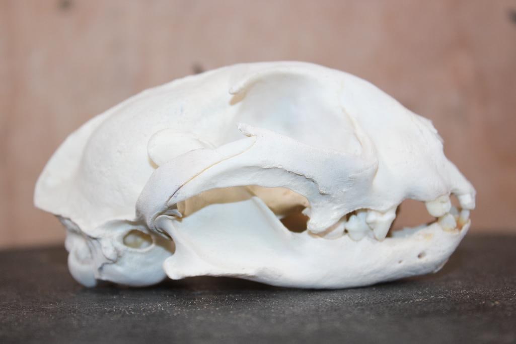 LYNX Skull - 3