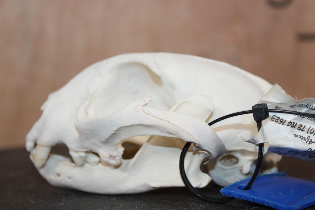 LYNX Skull - 4