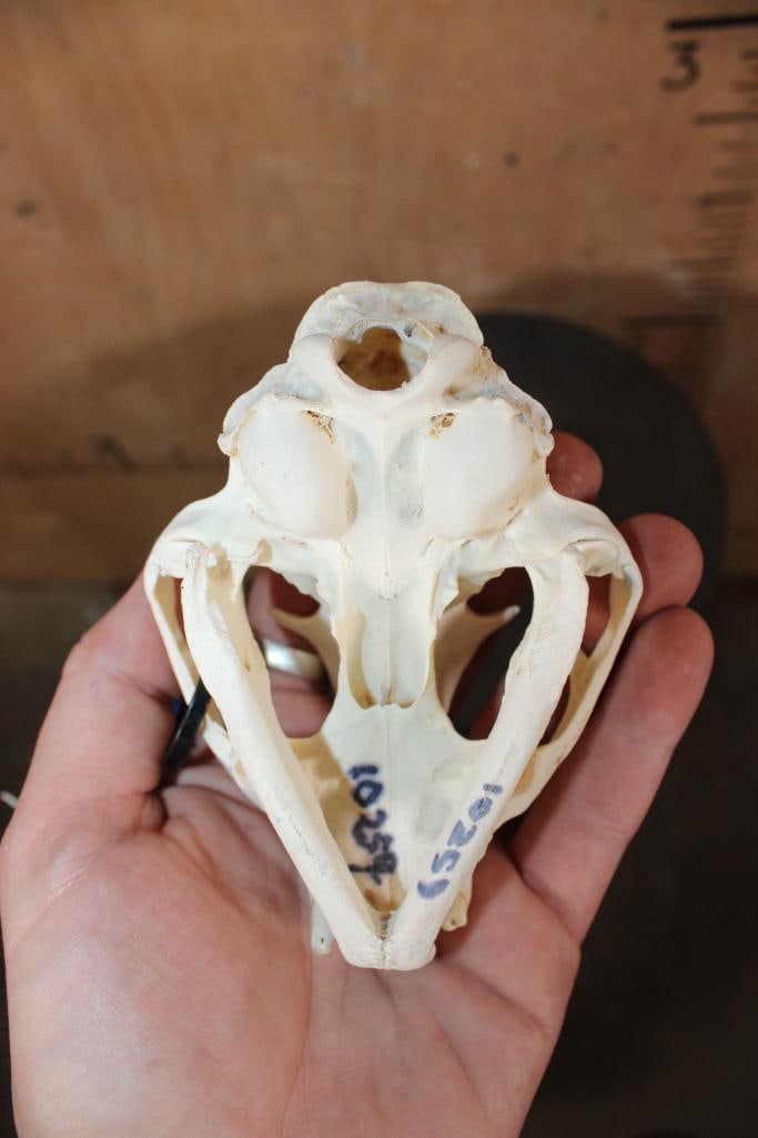 LYNX Skull - 5