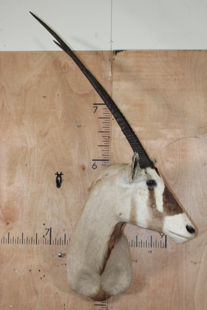 GEMSBOK Shoulder Mount with Removable Horns: GEMSBOK Shoulder Mount. The Horns measure 37.75" and 37.5" Long and are Removable. This is an older mount in Good Condition. TAXIDERMY