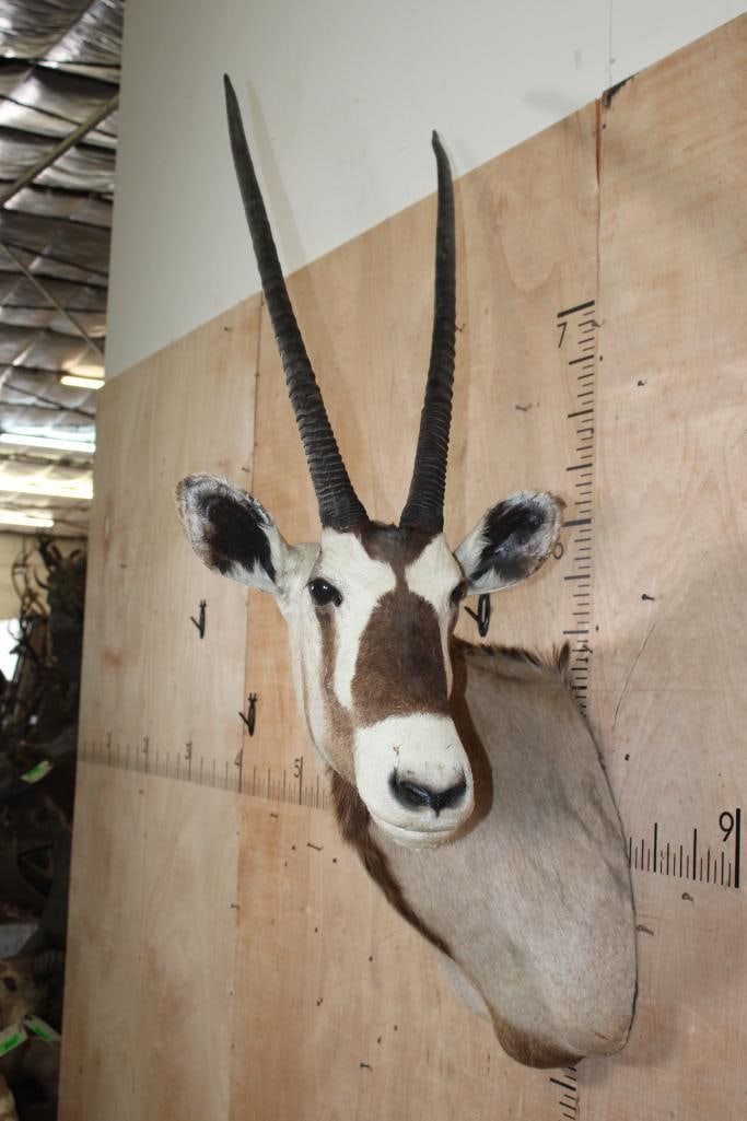 GEMSBOK Shoulder Mount with Removable Horns - 2
