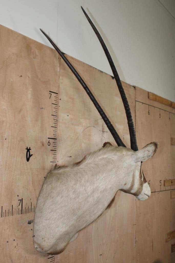 GEMSBOK Shoulder Mount with Removable Horns - 3