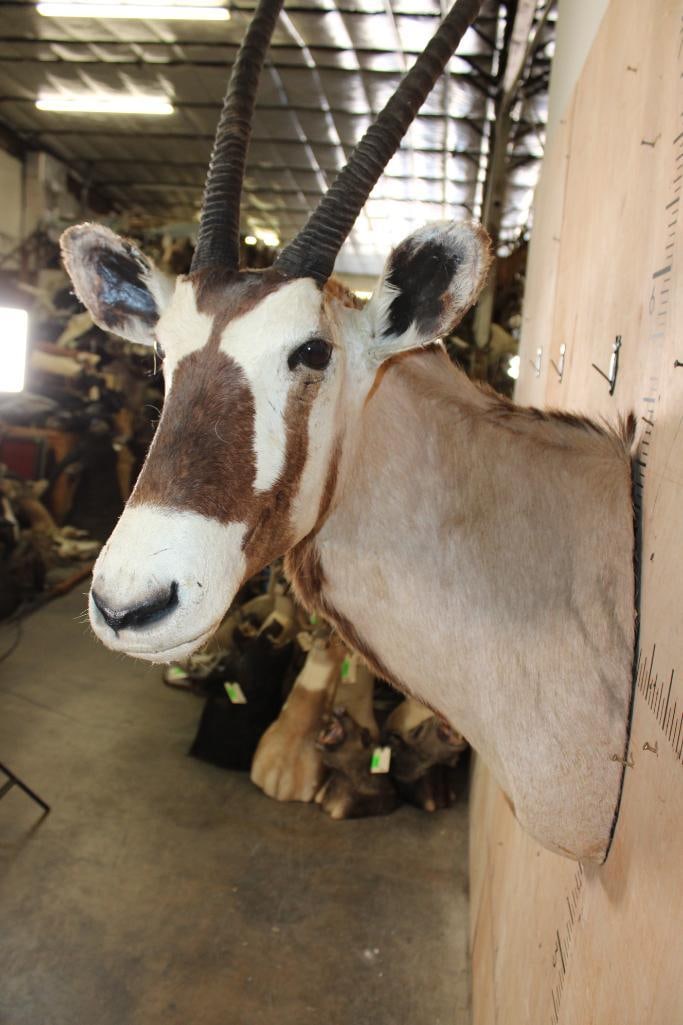 GEMSBOK Shoulder Mount with Removable Horns - 4