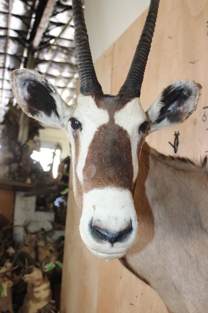 GEMSBOK Shoulder Mount with Removable Horns - 5