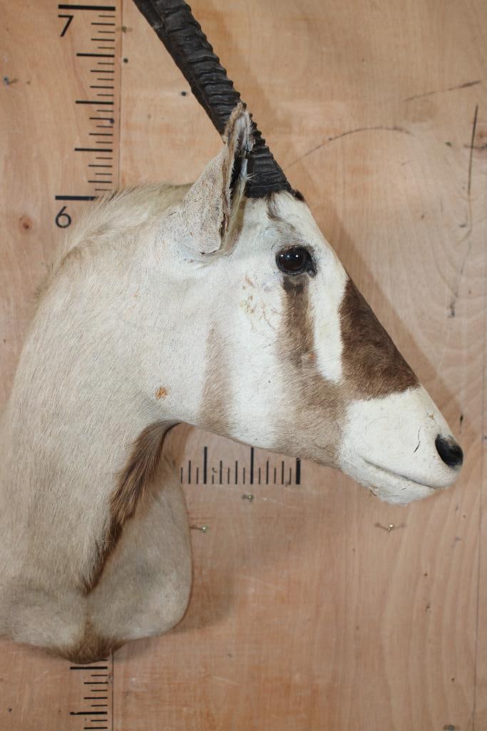 GEMSBOK Shoulder Mount with Removable Horns - 6