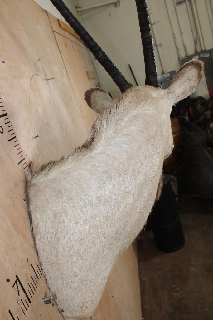 GEMSBOK Shoulder Mount with Removable Horns - 7
