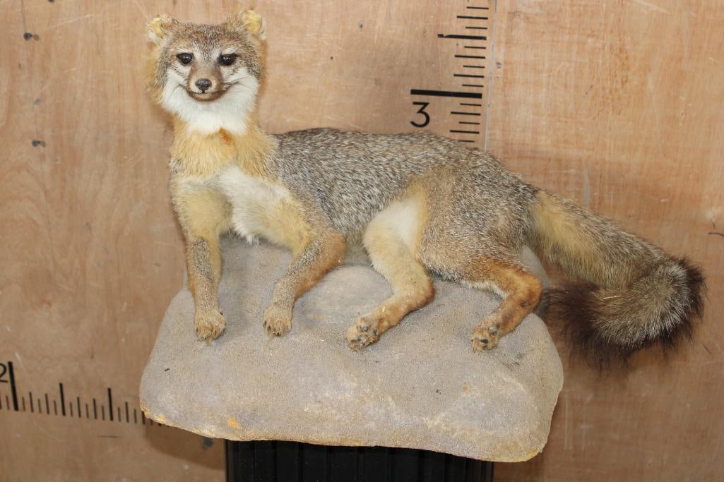 Life-sized GREY FOX on a Rock Wall Base: Life-sized GREY FOX. It is mounted on a Rock Wall Hanging Base. The Total Mount measures 24" Long x 20" Wide x 14" Tall. It has damaged ears, otherwise is in Good Condition. TAXIDERMY 