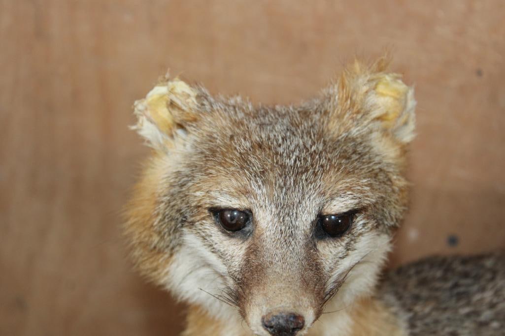 Life-sized GREY FOX on a Rock Wall Base - 2