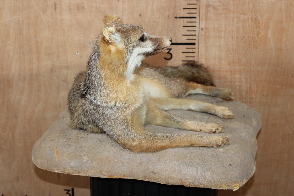 Life-sized GREY FOX on a Rock Wall Base - 3