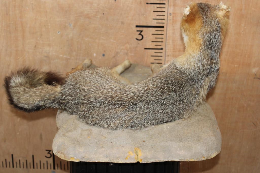 Life-sized GREY FOX on a Rock Wall Base - 5