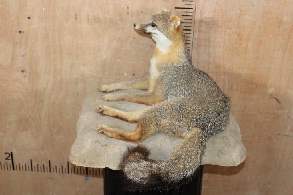 Life-sized GREY FOX on a Rock Wall Base - 7