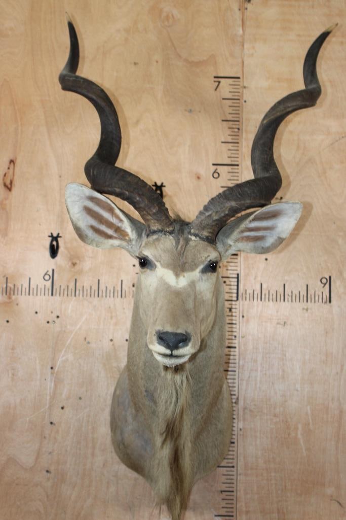 KUDU Shoulder Mount with Removable Horns: KUDU Shoulder Mount. The Horns both measure 45.5" around the Spiral and are Removable Horns. This is an older mount in Good Condition for its age. TAXIDERMY 