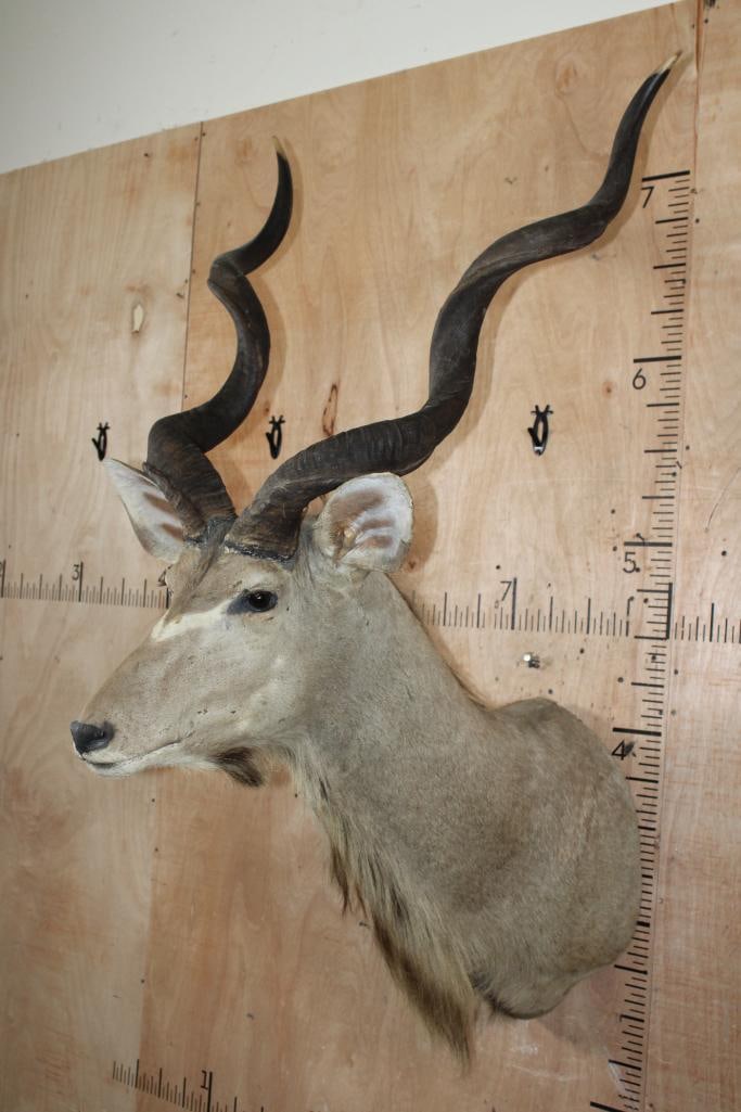 KUDU Shoulder Mount with Removable Horns - 2