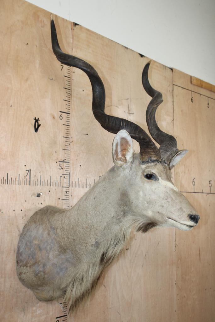 KUDU Shoulder Mount with Removable Horns - 3