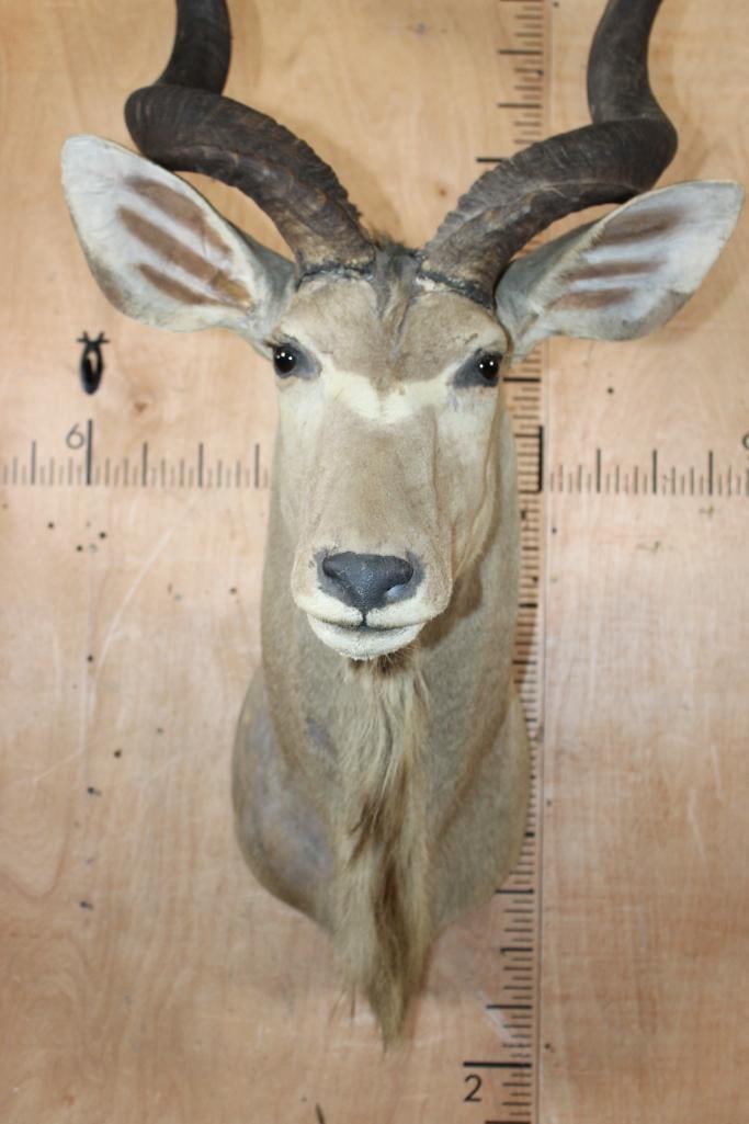 KUDU Shoulder Mount with Removable Horns - 5