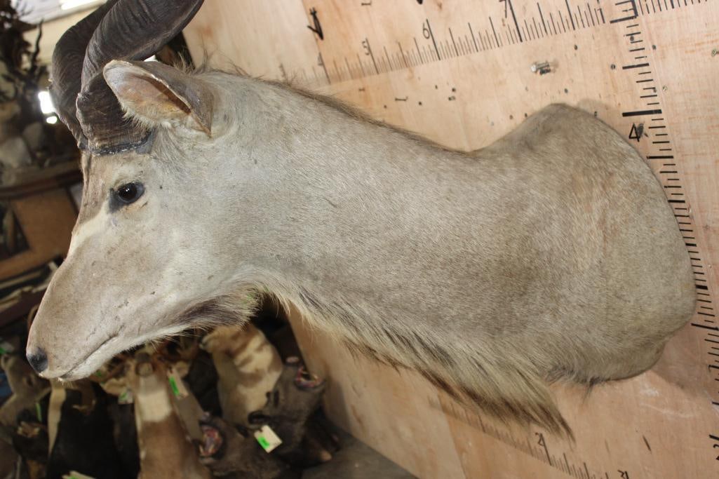 KUDU Shoulder Mount with Removable Horns - 6