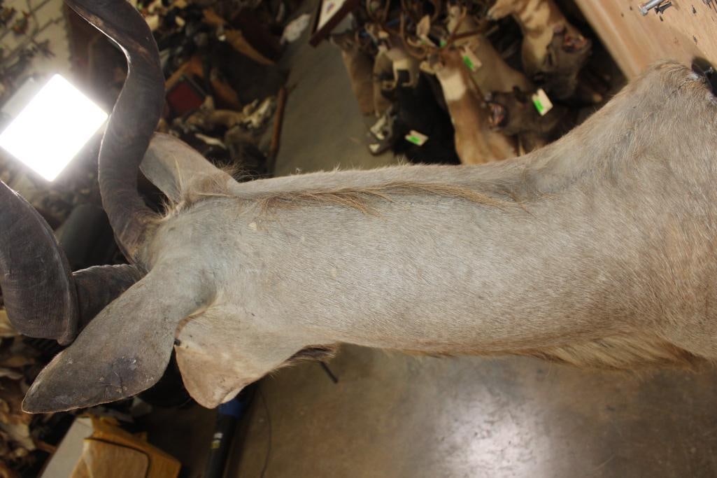 KUDU Shoulder Mount with Removable Horns - 7