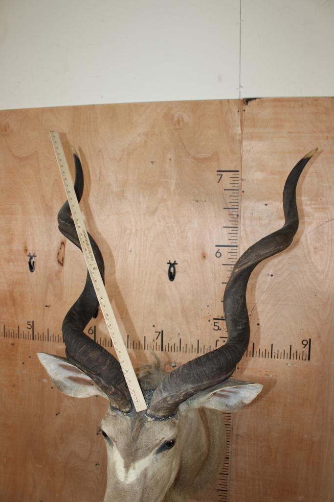 KUDU Shoulder Mount with Removable Horns - 8