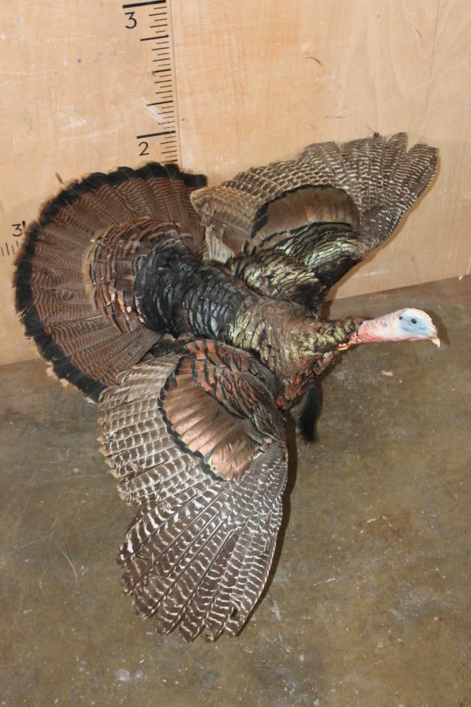 Life-sized "Flying" Tom TURKEY on a Wood Board: Very Nice Life-sized "Flying" Tom TURKEY. It is mounted on a Wood Board, it will need a Hanger added for display. It measures 42" Long x 41" Tall x 22" Depth. TAXIDERMY BIRDS 