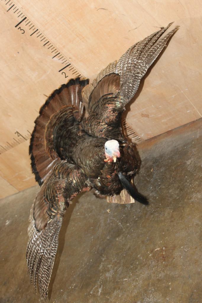 Life-sized "Flying" Tom TURKEY on a Wood Board - 2