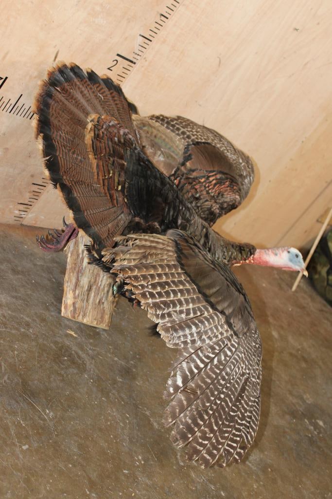 Life-sized "Flying" Tom TURKEY on a Wood Board - 3