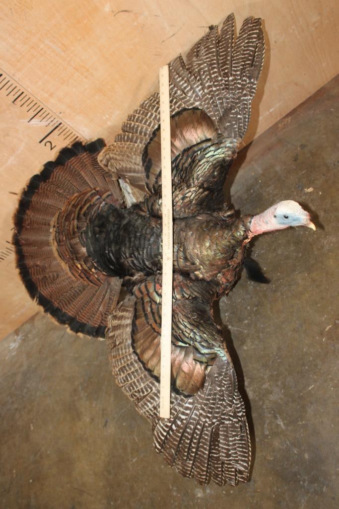 Life-sized "Flying" Tom TURKEY on a Wood Board - 4