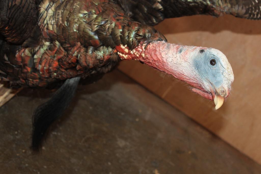 Life-sized "Flying" Tom TURKEY on a Wood Board - 5