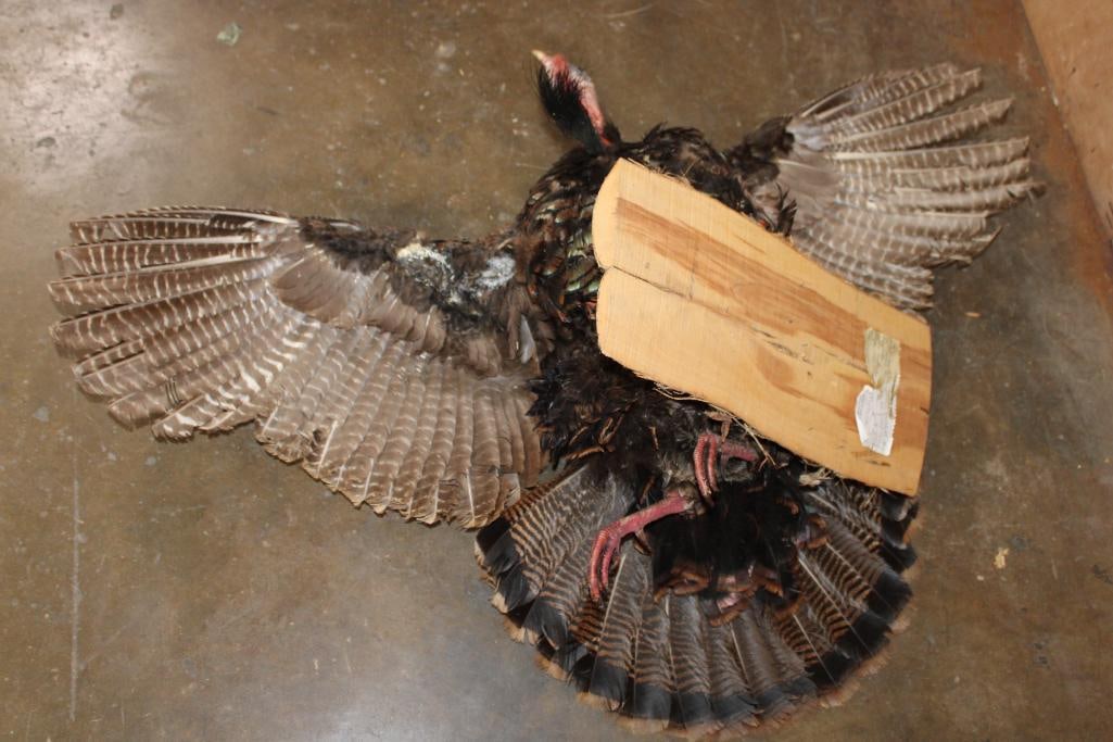 Life-sized "Flying" Tom TURKEY on a Wood Board - 6