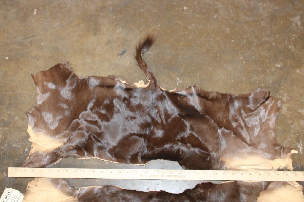 (2) BLACK IMPALA Back Hides - 2