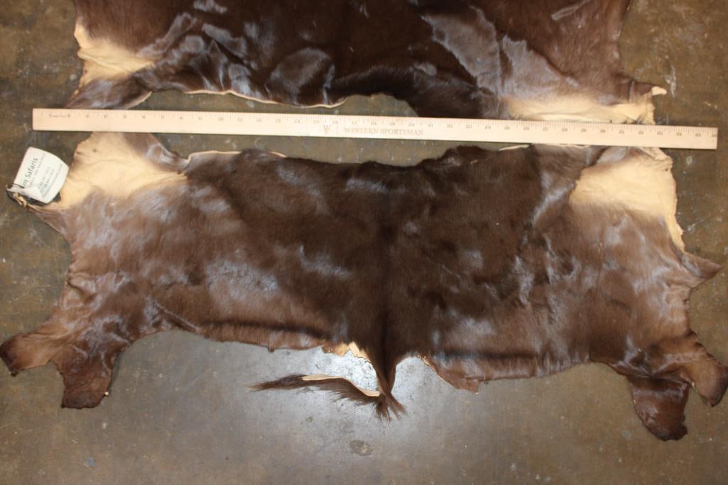 (2) BLACK IMPALA Back Hides - 3