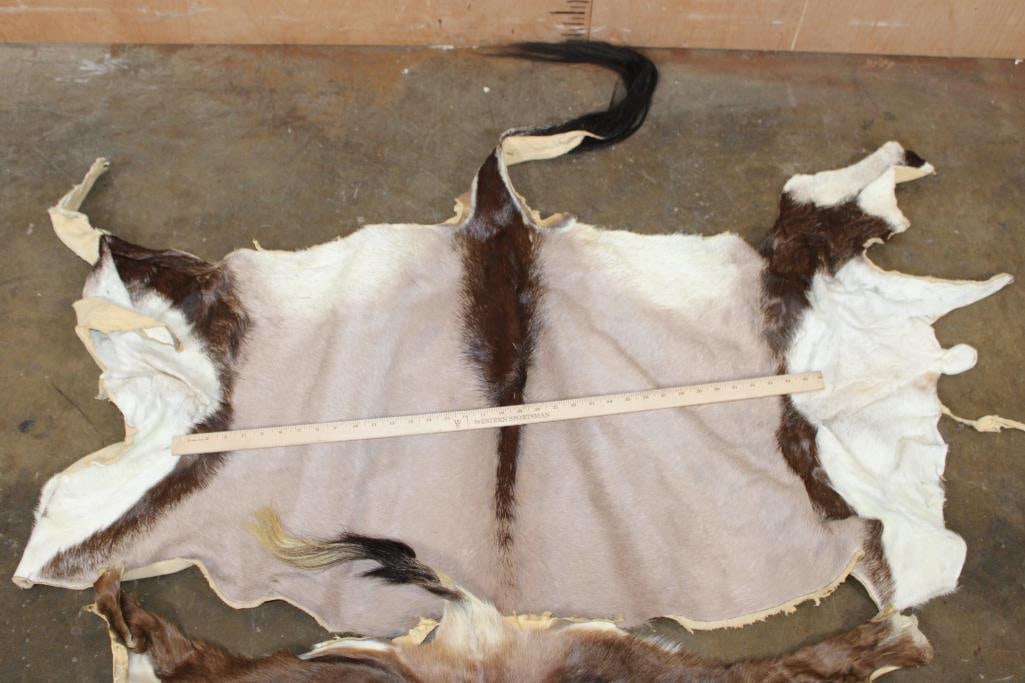 3 Back Hides. (1) GEMSBOK, (1) BLESBOK, (1) SPRINGBOK - 2