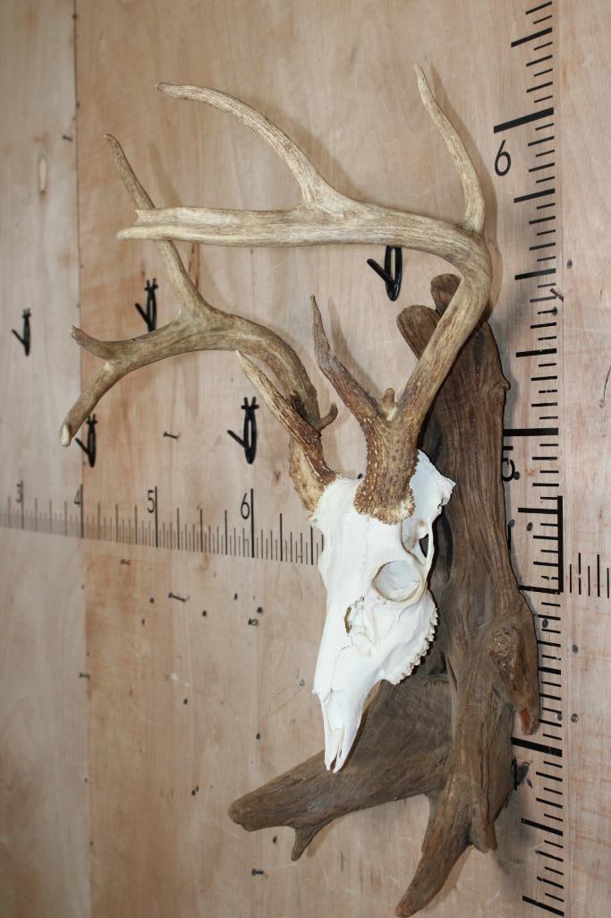 11-Point WHITETAIL DEER Skull Mounted on Driftwood - 2