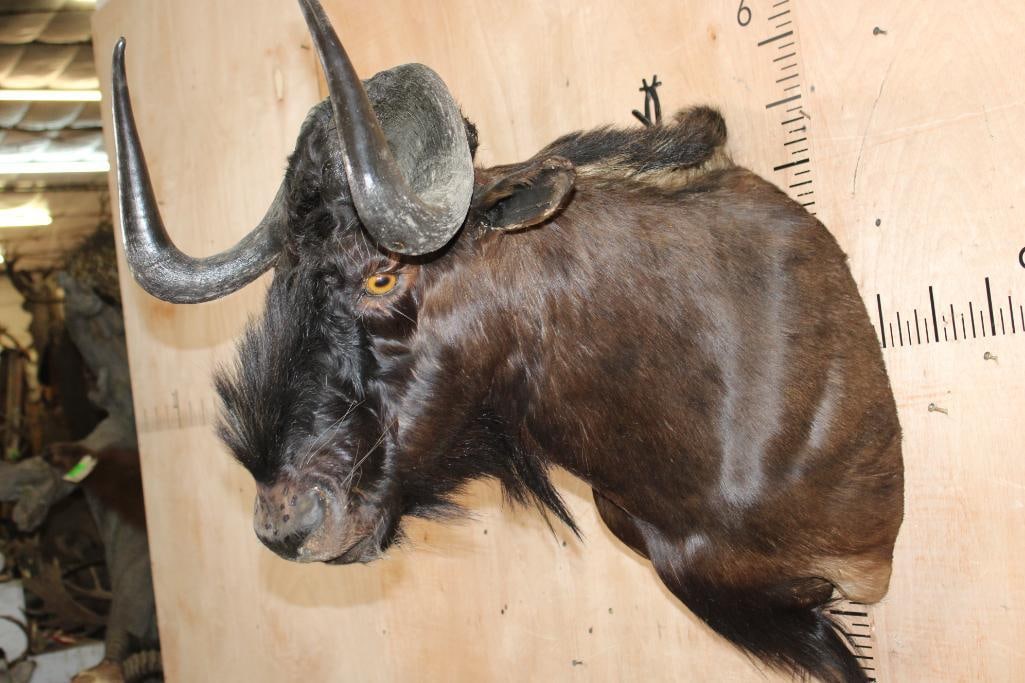 BLACK WILDEBEEST Shoulder Mount - 2
