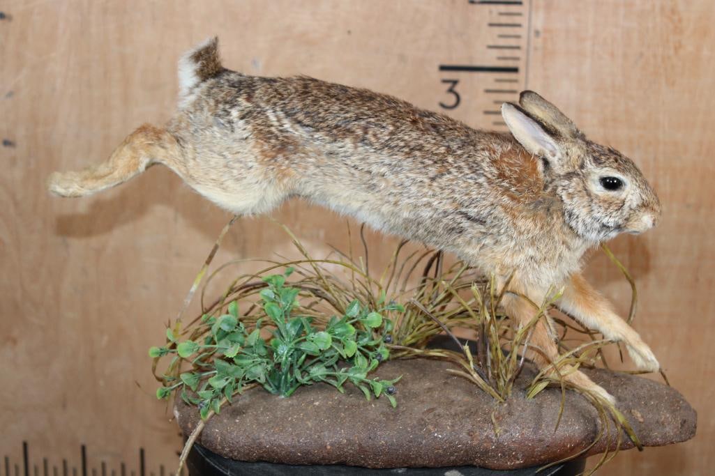 Life-sized "Leaping" EASTERN COTTONTAIL RABBIT on a Decorative Base: Awesome Life-sized "Leaping" EASTERN COTTONTAIL RABBIT on a Decorative Base. It measures 20" Long x 8" Wide x 12" Tall and is in Good Condition. TAXIDERMY 