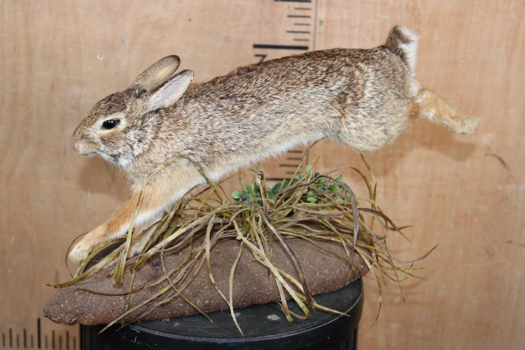 Life-sized "Leaping" EASTERN COTTONTAIL RABBIT on a Decorative Base - 2