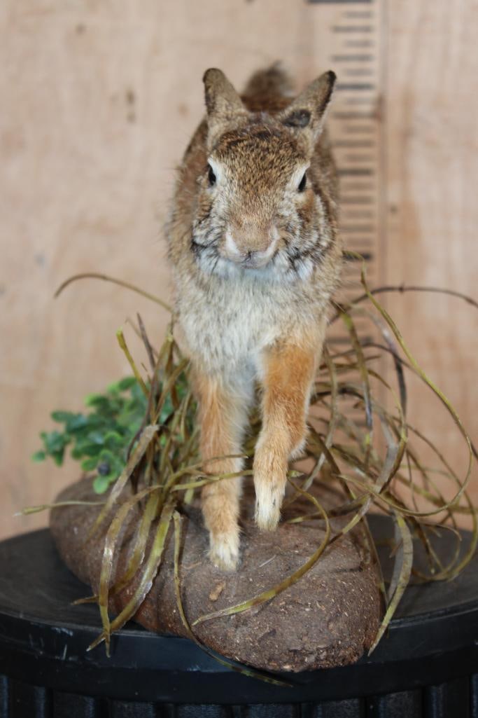 Life-sized "Leaping" EASTERN COTTONTAIL RABBIT on a Decorative Base - 3