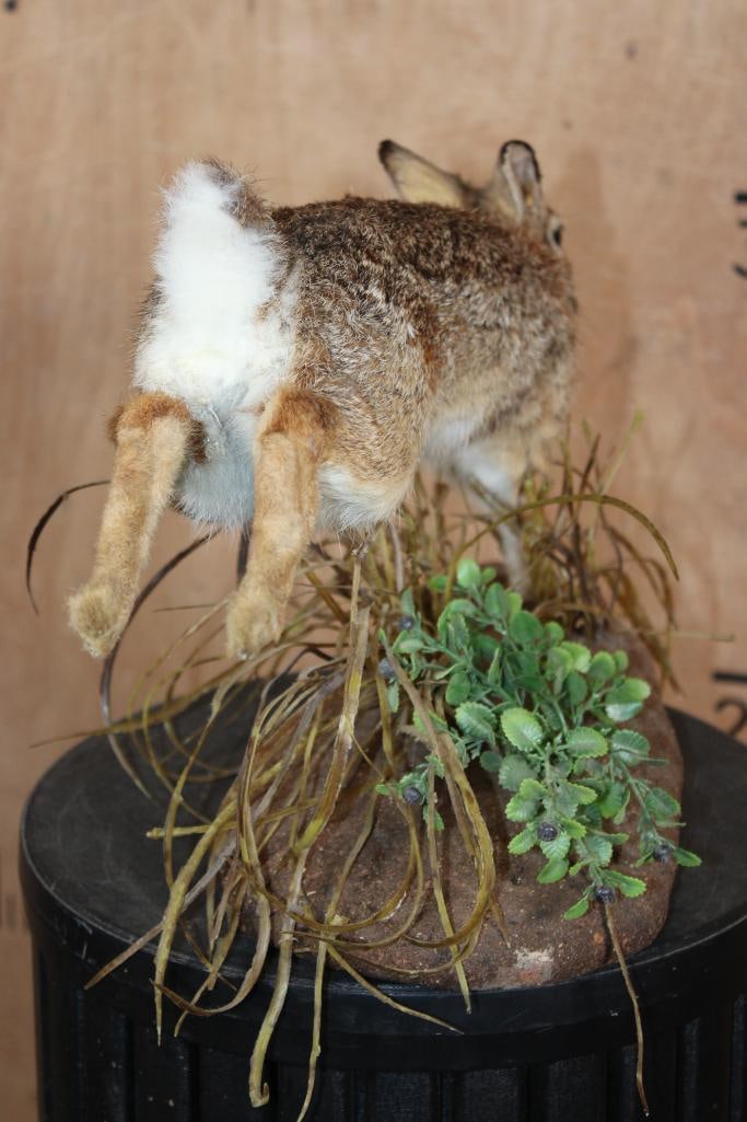 Life-sized "Leaping" EASTERN COTTONTAIL RABBIT on a Decorative Base - 4