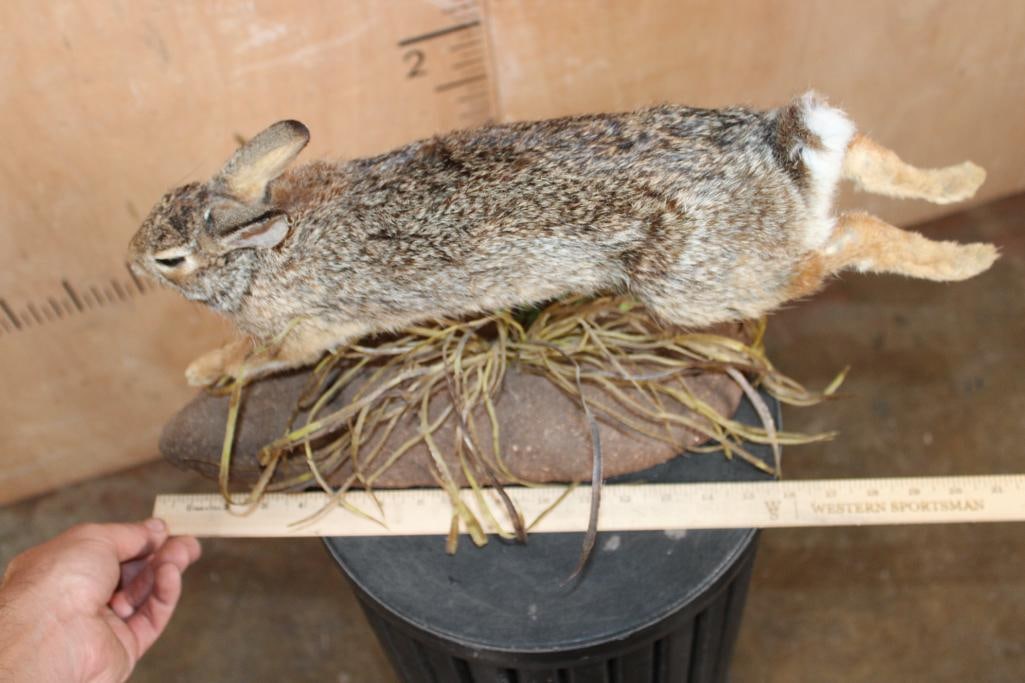 Life-sized "Leaping" EASTERN COTTONTAIL RABBIT on a Decorative Base - 5