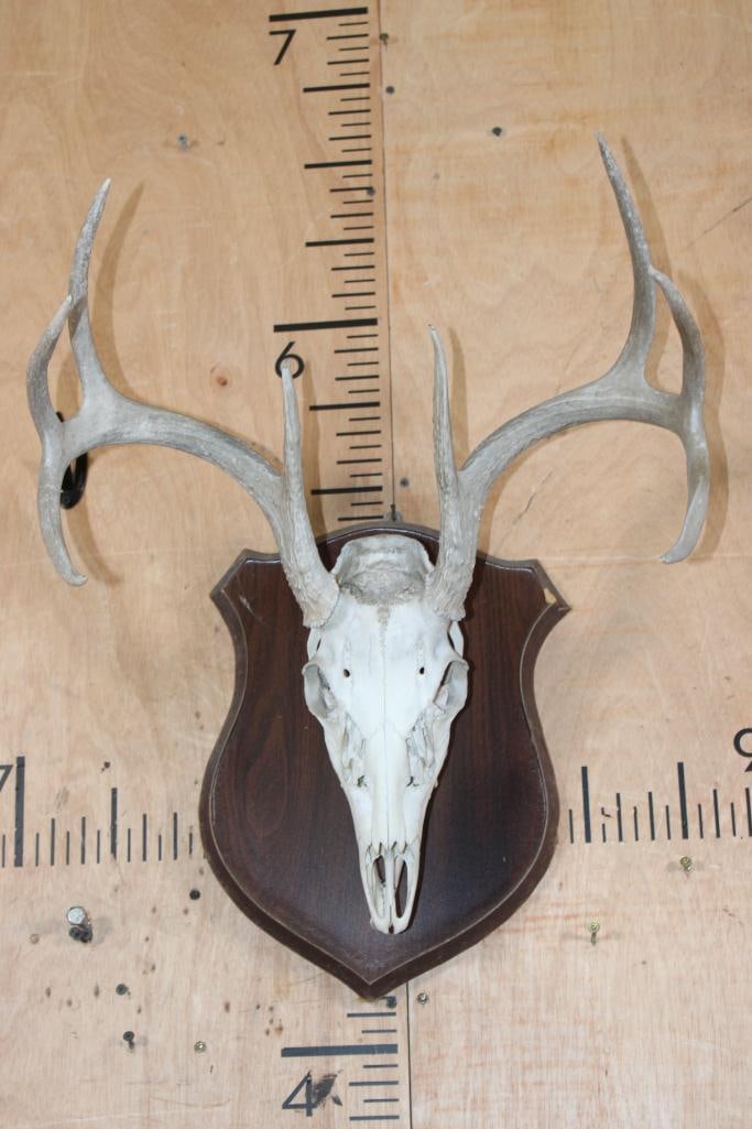 Complete 8-Point WHITETAIL DEER Skull on a Wood Plaque: Complete 8-Point WHITETAIL DEER Skull on a Wood Plaque. It has its Bottom Jaw, All the Teeth, and an 18.75" Spread. TAXIDERMY SKULLS 