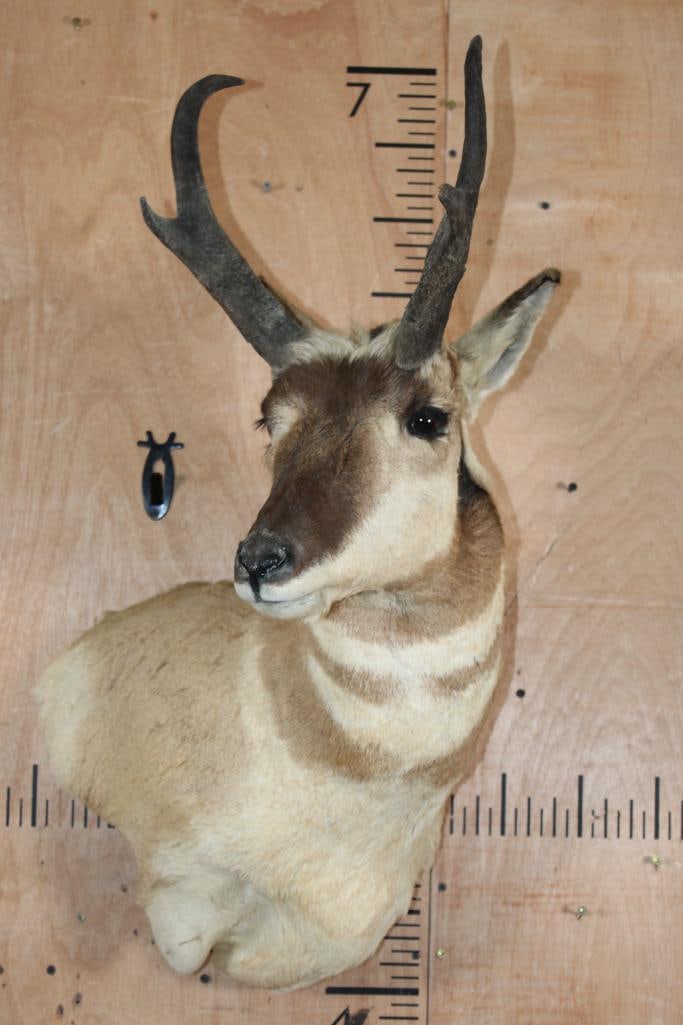 PRONGHORN Wall Pedestal: PRONGHORN Wall Pedestal. It is in Good Condition. TAXIDERMY 