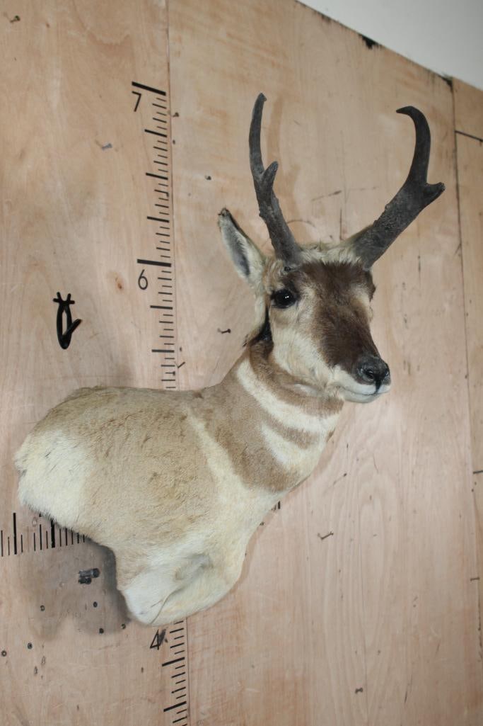 PRONGHORN Wall Pedestal - 2