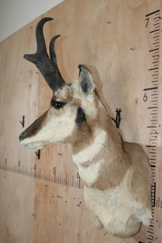PRONGHORN Wall Pedestal - 3