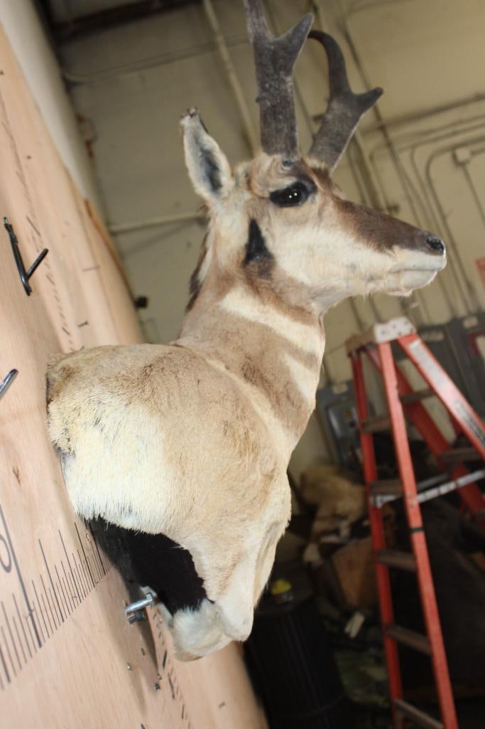 PRONGHORN Wall Pedestal - 4