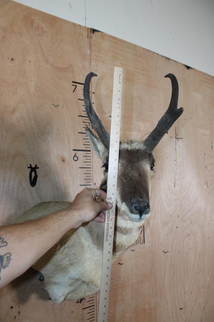 PRONGHORN Wall Pedestal - 5