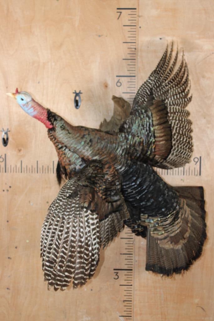 Life-sized "Flying" TURKEY Mounted on Driftwood: Life-sized "Flying" TURKEY Mounted on a Driftwood Wall Hanging Base. It measures 34" Wide x 40" Tall x 23" Depth and is in Good Condition. TAXIDERMY BIRDS 