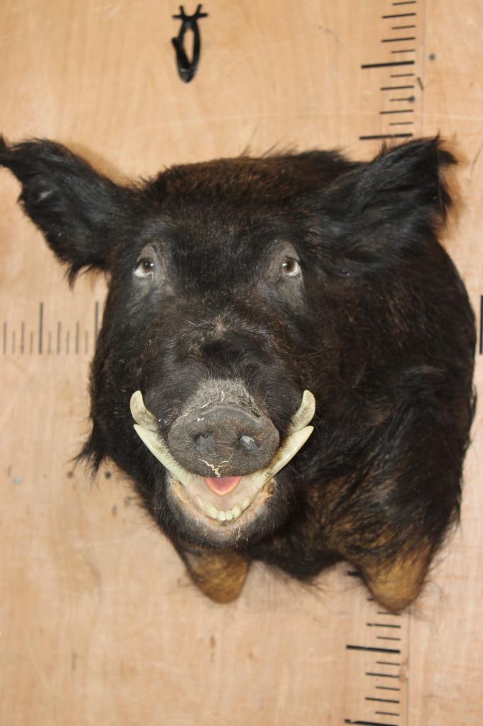 WILD BOAR or HOG Shoulder Mount: WILD BOAR or HOG Shoulder Mount. It has minor hide splitting on the nose and around the eyes, otherwise it is in Good Condition. TAXIDERMY 